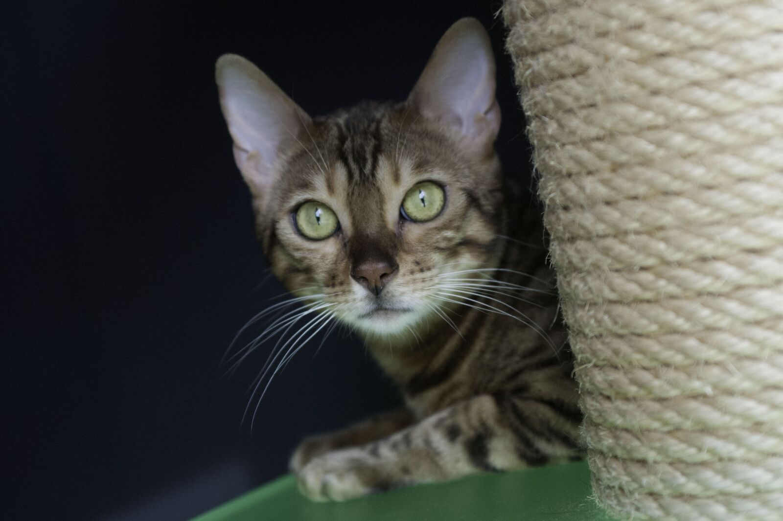 Nikon D700 sample photo. Cat, bengal photography