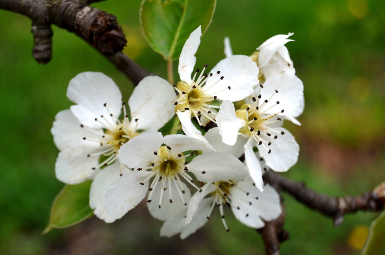 Nikon D5100 sample photo. Flower, spring, blossom photography