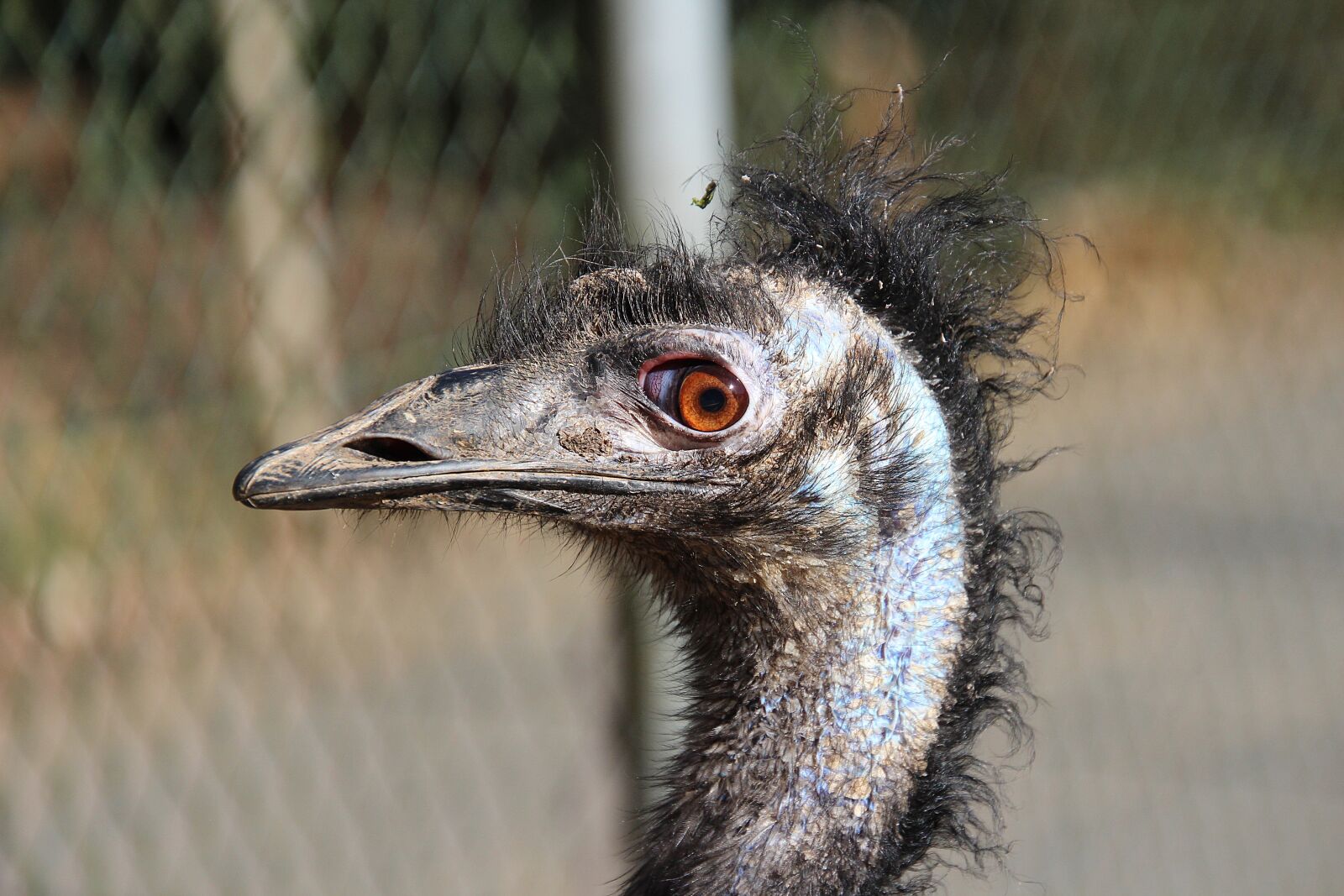 Canon EOS 700D (EOS Rebel T5i / EOS Kiss X7i) sample photo. Emu, bird, animal photography