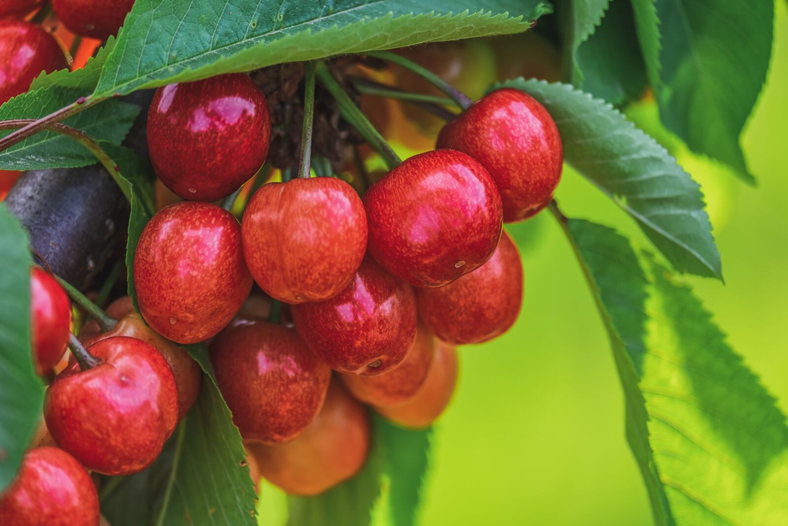 Fujifilm XF 55-200mm F3.5-4.8 R LM OIS sample photo. Cherry, sweet cherry, bing photography