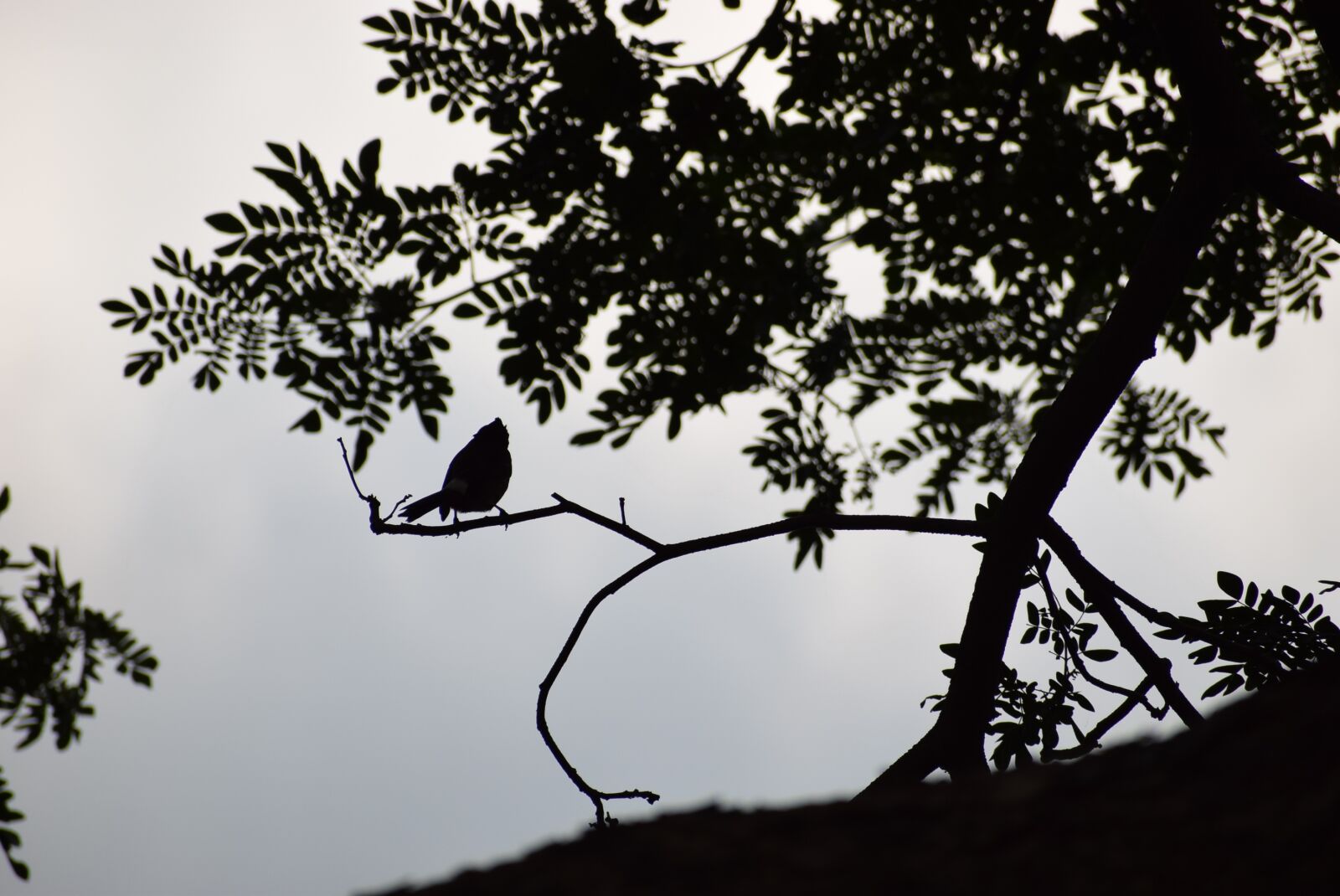 Nikon D5300 sample photo. Bird, morning, sunrise photography