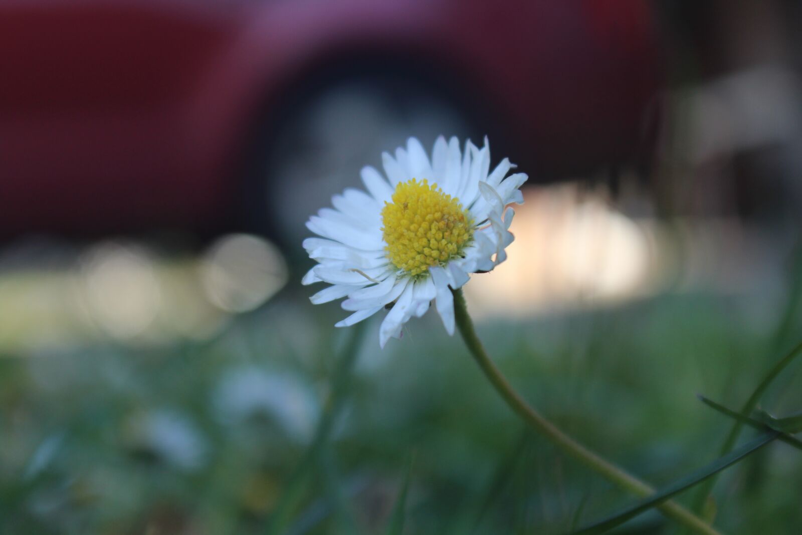 Canon EOS 1200D (EOS Rebel T5 / EOS Kiss X70 / EOS Hi) sample photo. Daisy, flower, spring photography