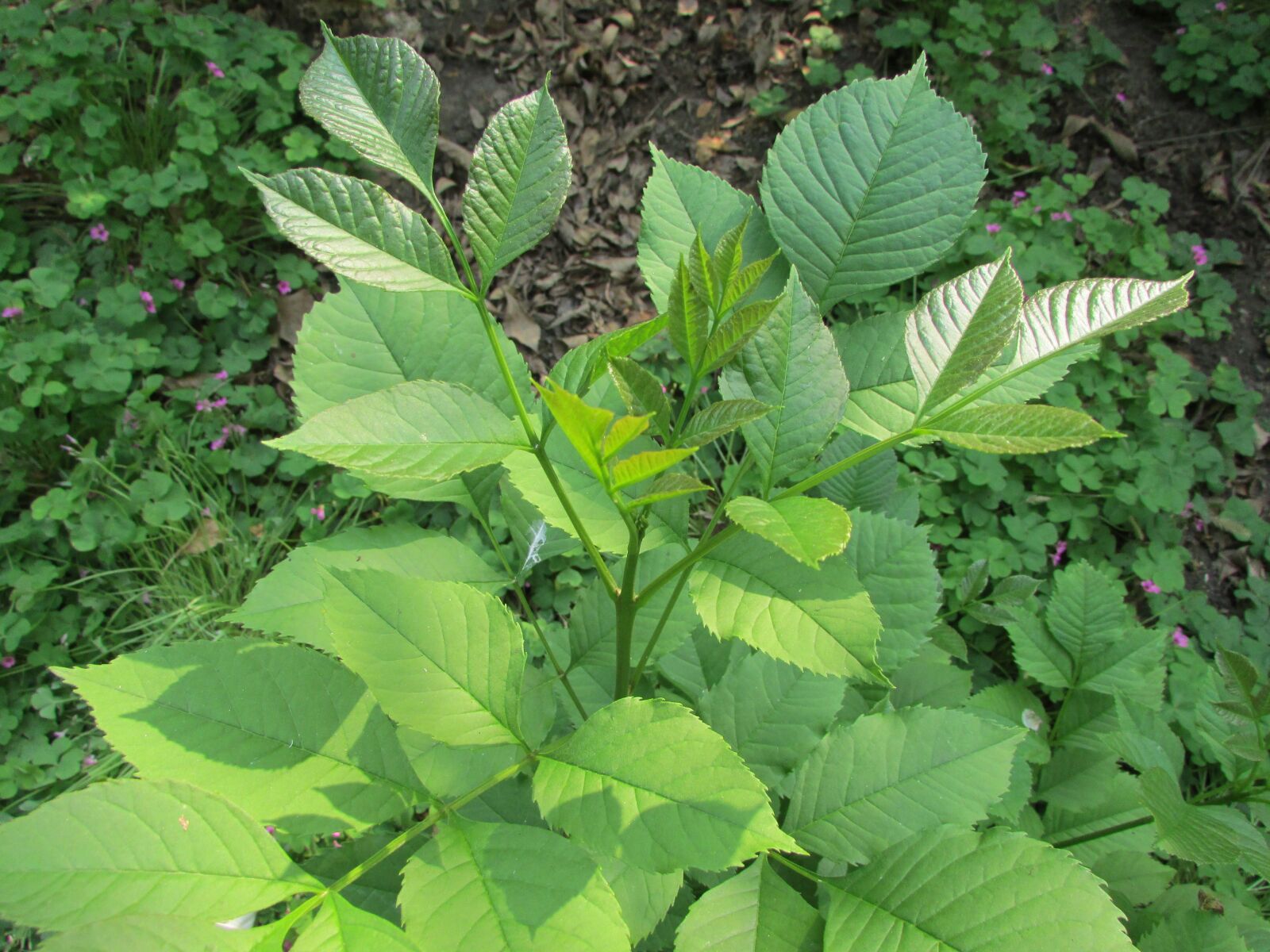 Canon PowerShot SX500 IS sample photo. The leaves, green, summer photography