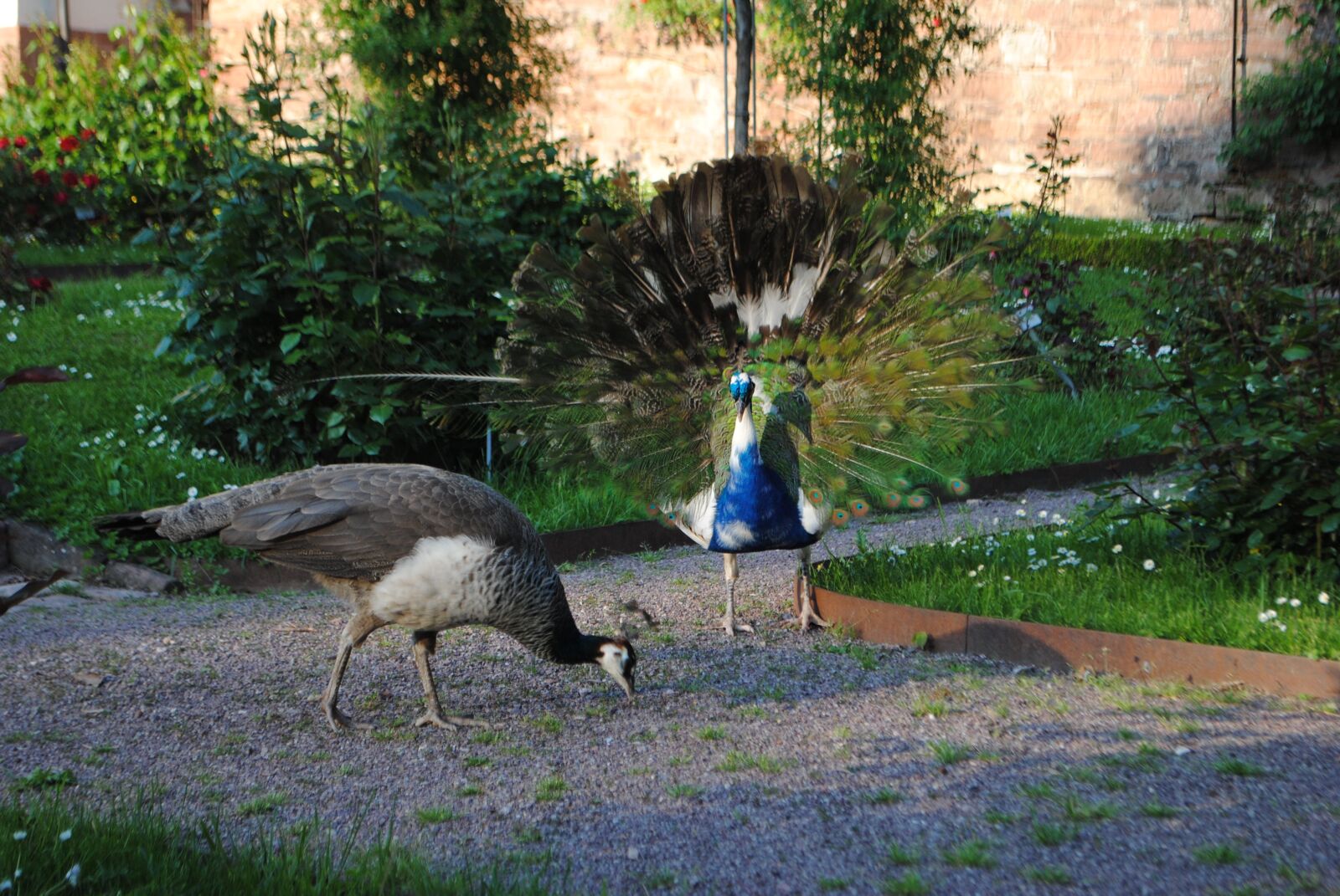 Nikon D3000 sample photo. Peacock, park, bird photography