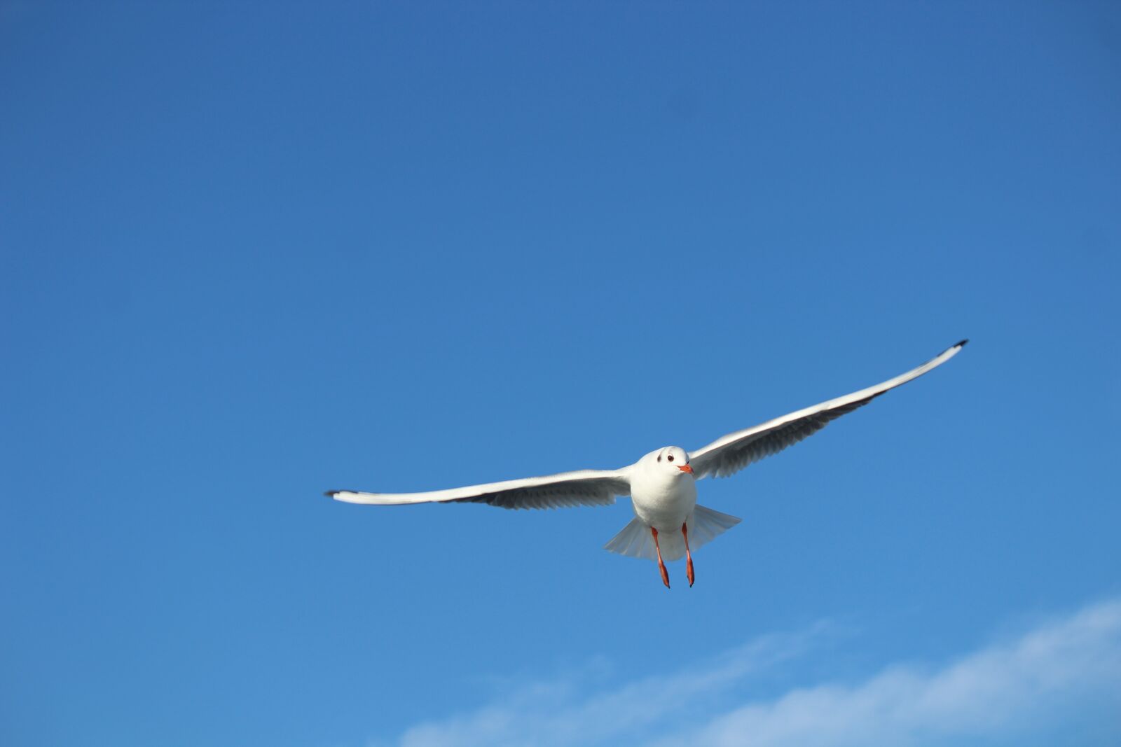 Canon EOS 1300D (EOS Rebel T6 / EOS Kiss X80) sample photo. Seagull, bird, gulls photography