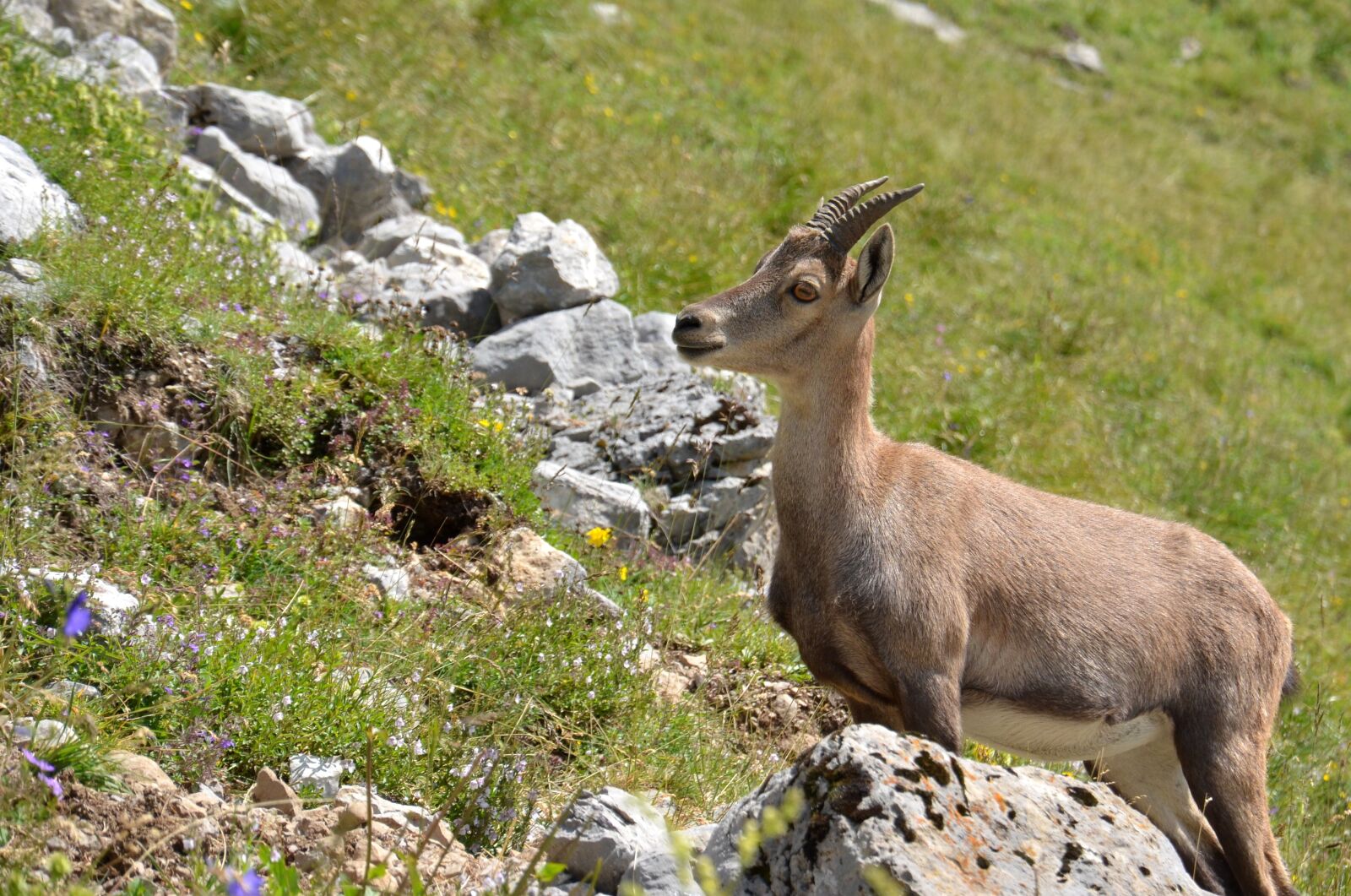 Nikon D5100 sample photo. Ibex, mammal, mammals photography