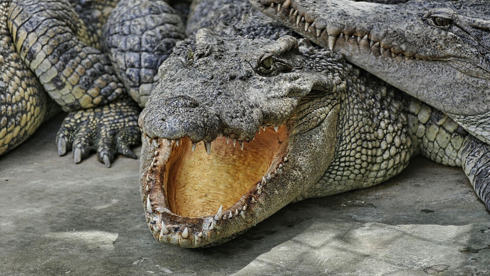 Panasonic Lumix DMC-FZ1000 sample photo. Crocodile, alligator, gad photography