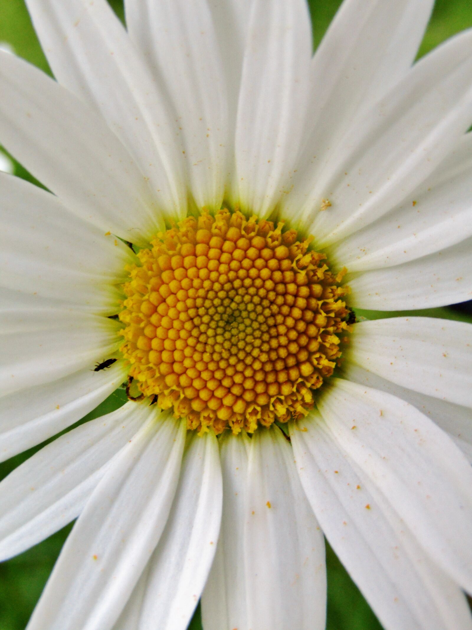 Canon POWERSHOT SX432 IS sample photo. Marguerite, single flower, daisies photography