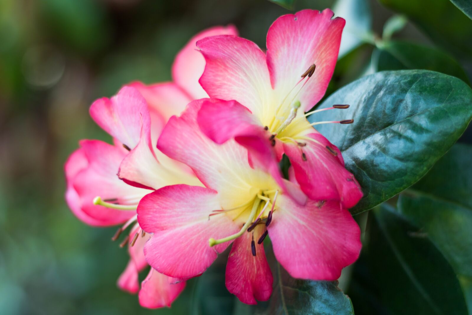 Canon EOS 750D (EOS Rebel T6i / EOS Kiss X8i) sample photo. Flower, garden, rose photography