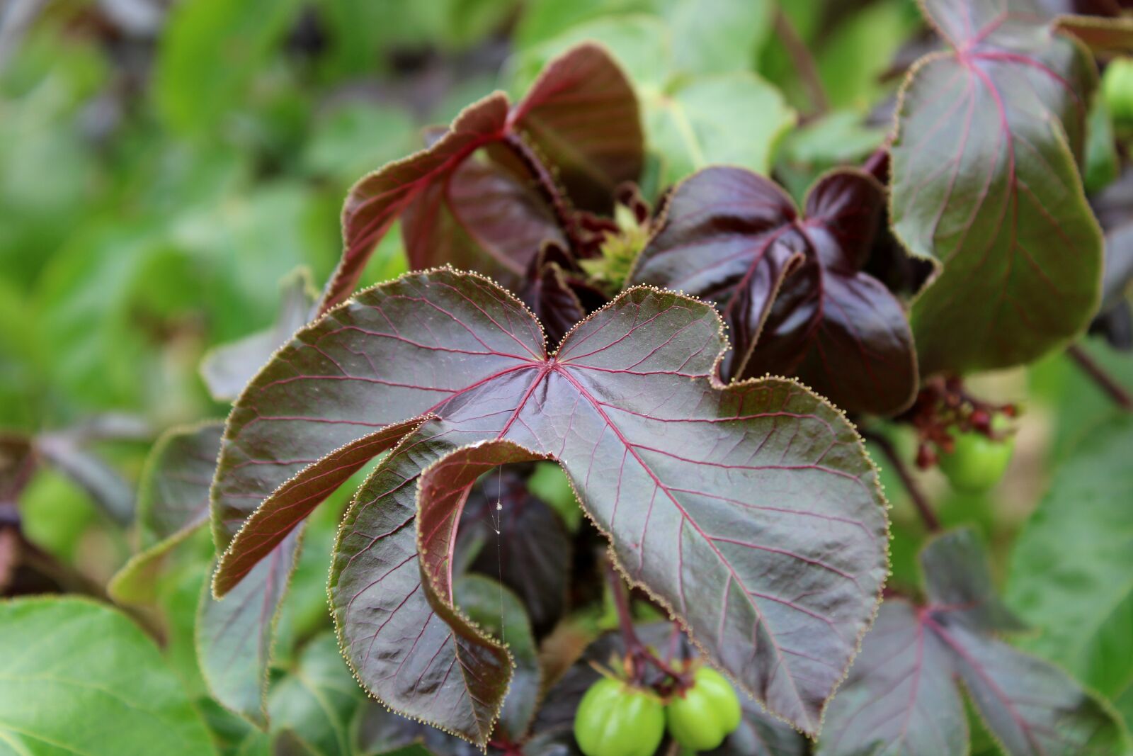 Canon EOS 2000D (EOS Rebel T7 / EOS Kiss X90 / EOS 1500D) sample photo. The wild vine leaves photography