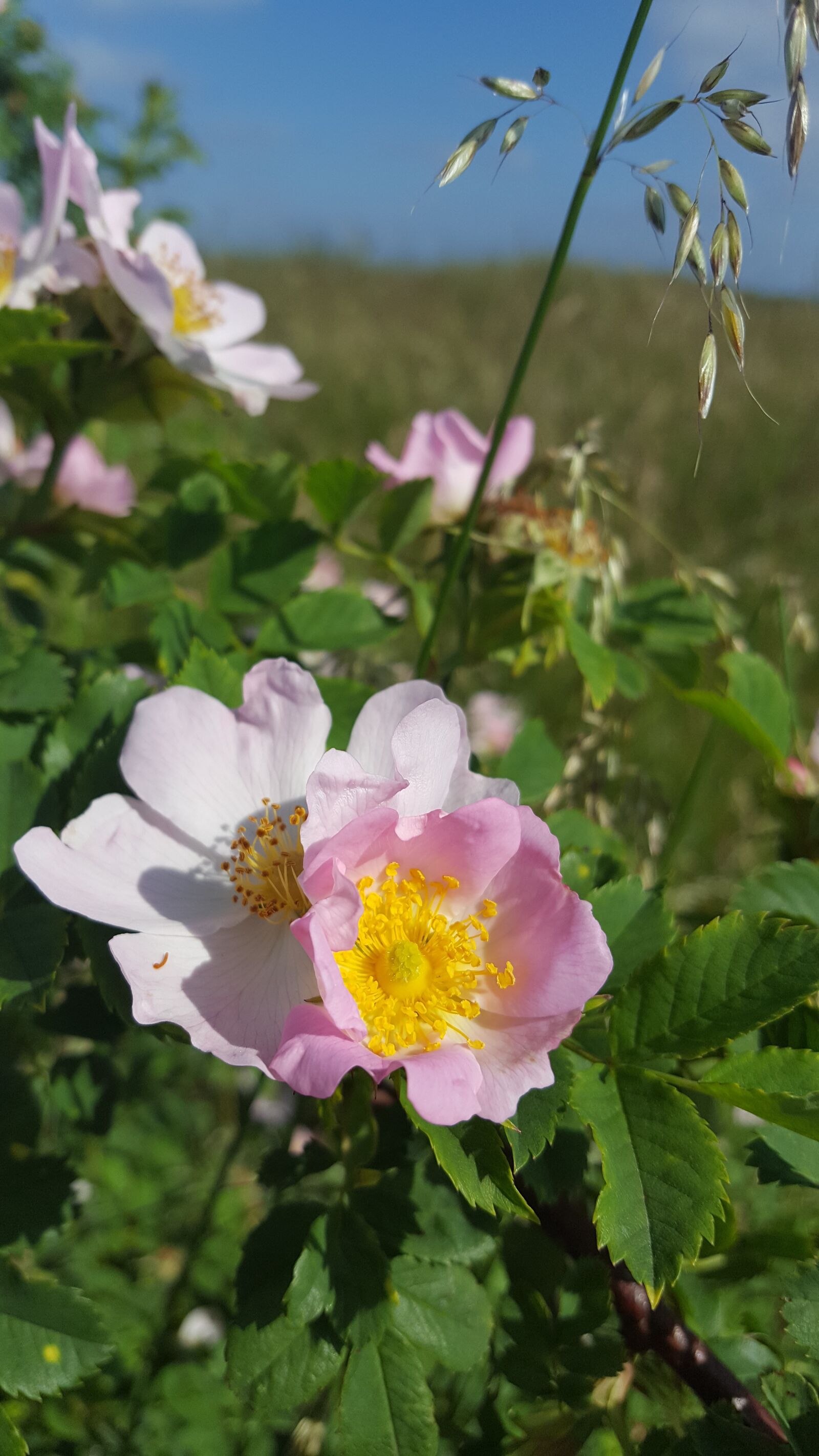 Samsung Galaxy S6 sample photo. Spring, blossom, flower photography