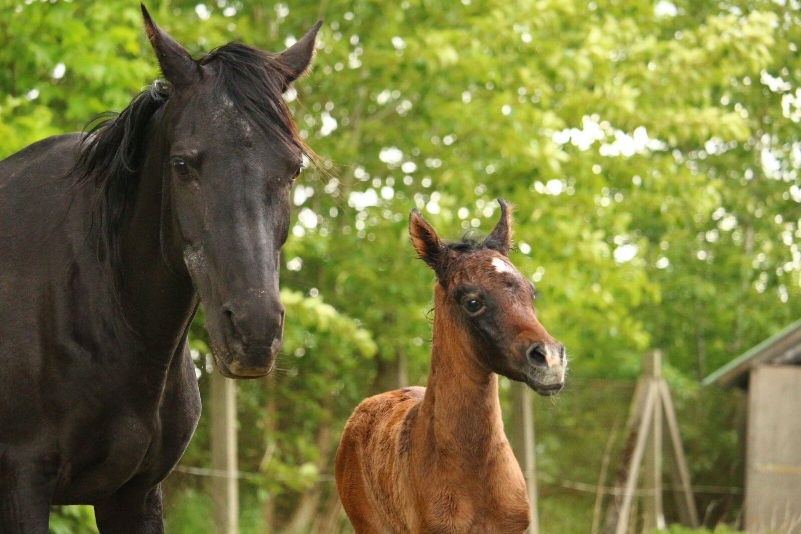 Canon EOS 100D (EOS Rebel SL1 / EOS Kiss X7) sample photo. Horse, foal, suckling photography