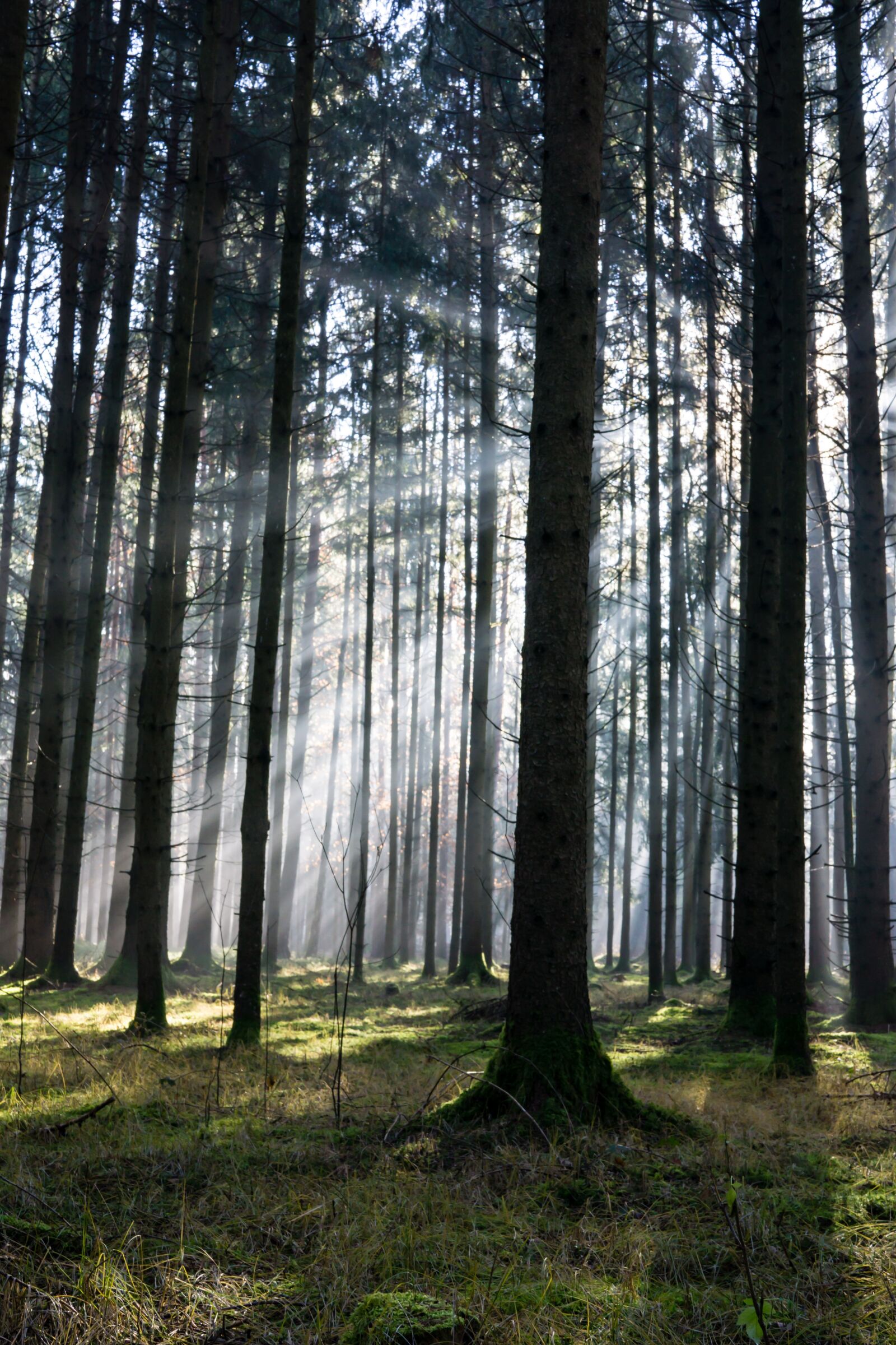 Sony a6000 + Sigma 30mm F2.8 EX DN sample photo. Wood, tree, nature photography