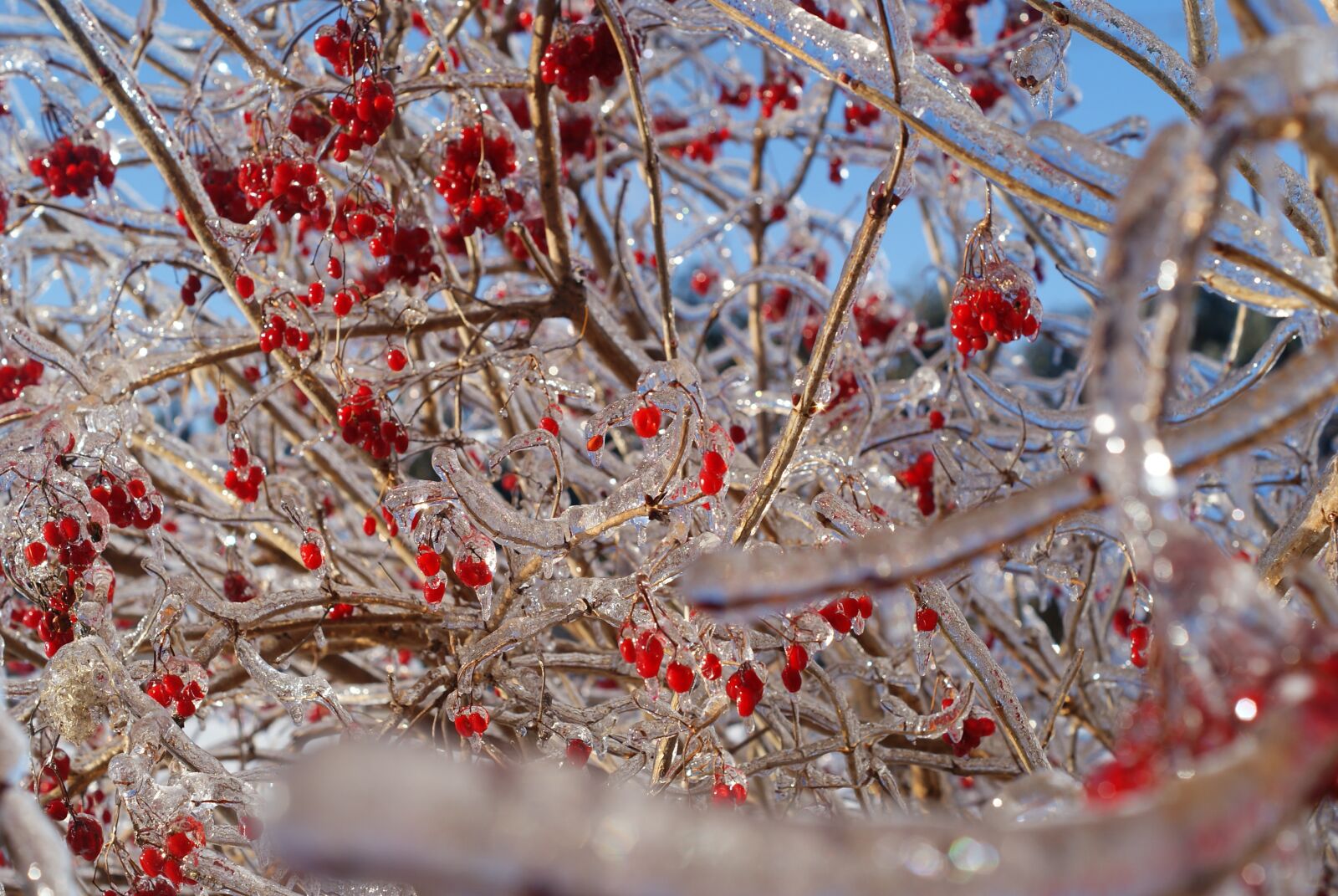 Sony Alpha DSLR-A300 sample photo. Winter, icicles, red photography
