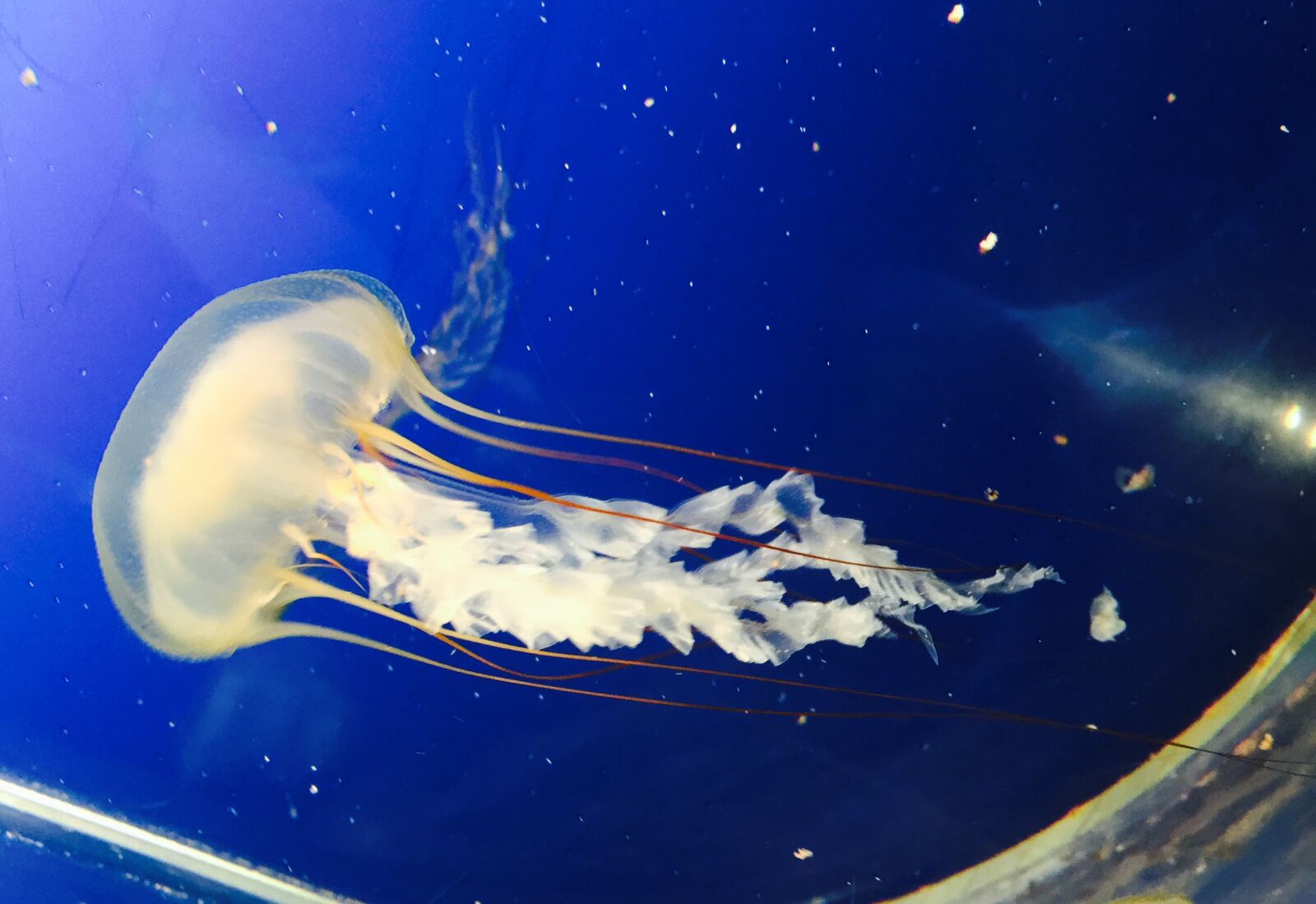 iPhone 6 Plus back camera 4.15mm f/2.2 sample photo. Aquarium, jellyfish, ocean photography