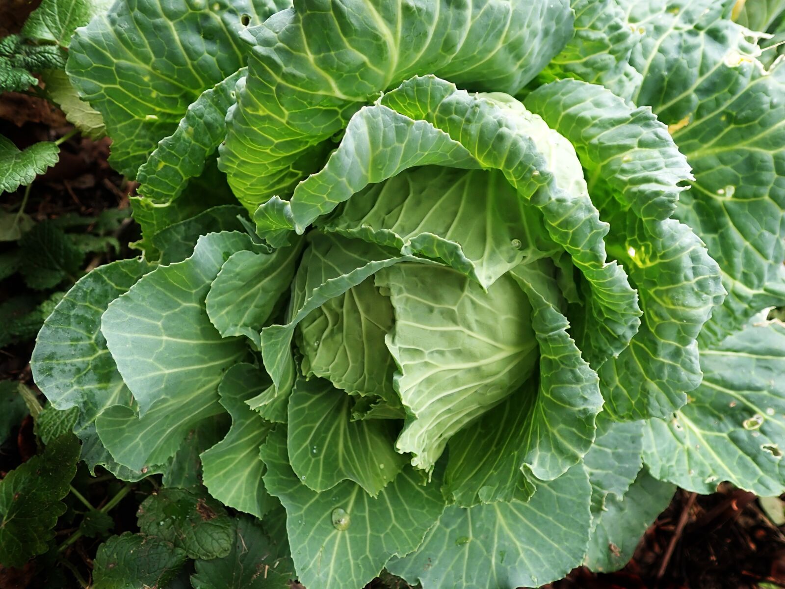 Olympus TG-5 sample photo. Cabbage, vegetable, organic photography