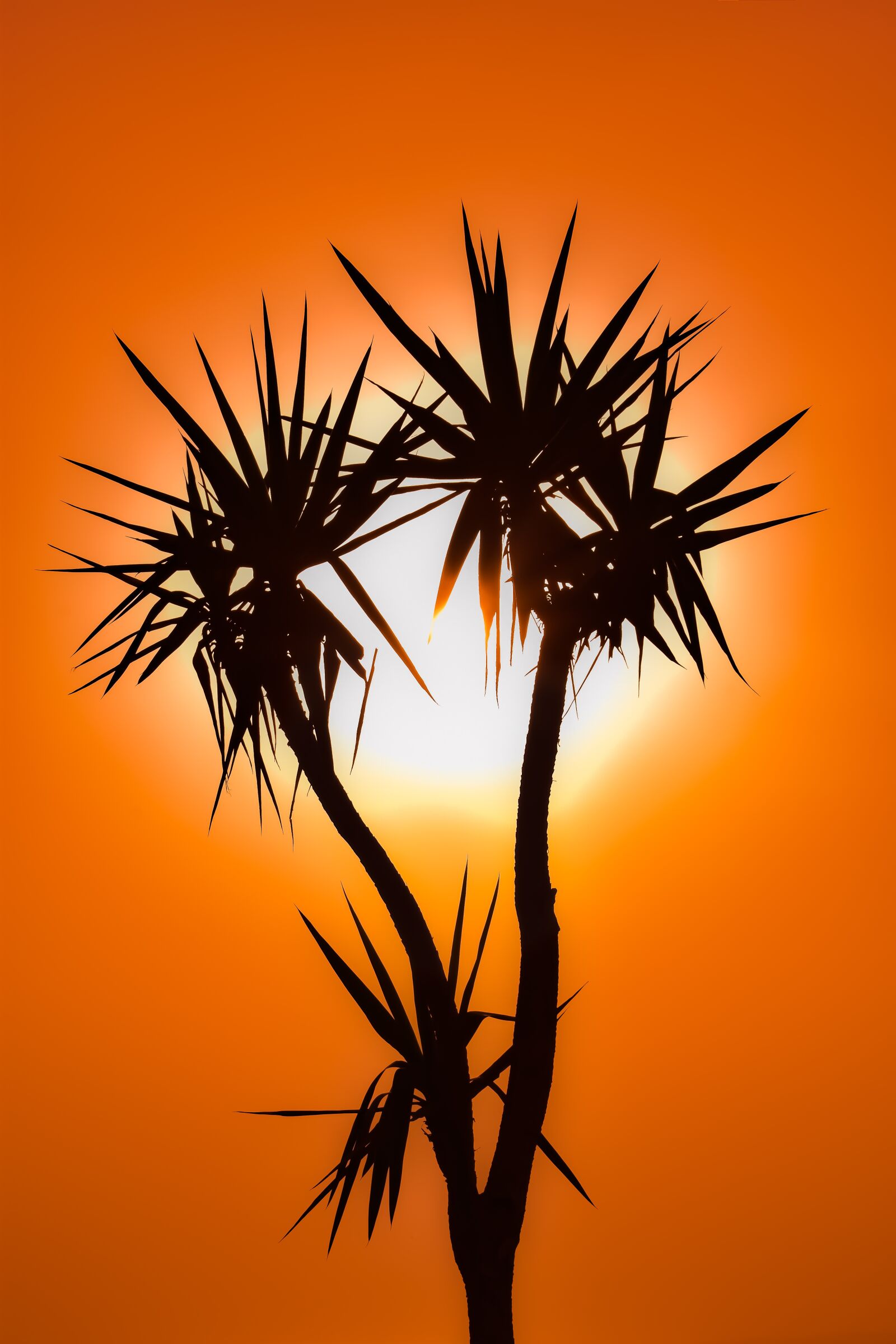 Nikon D3300 sample photo. Cactus, sunset, sun photography
