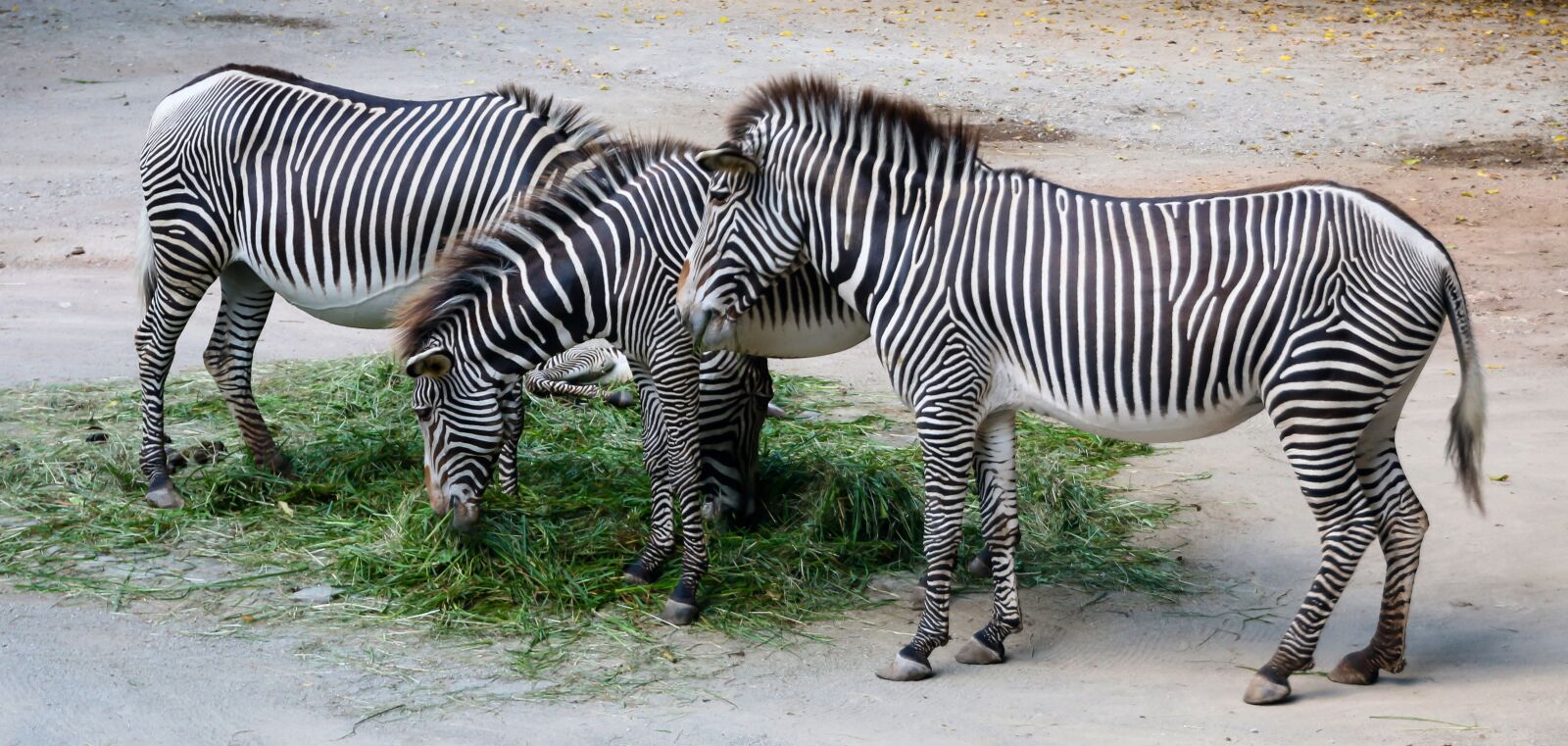 Canon EOS 70D sample photo. Nature, animals, zebra photography