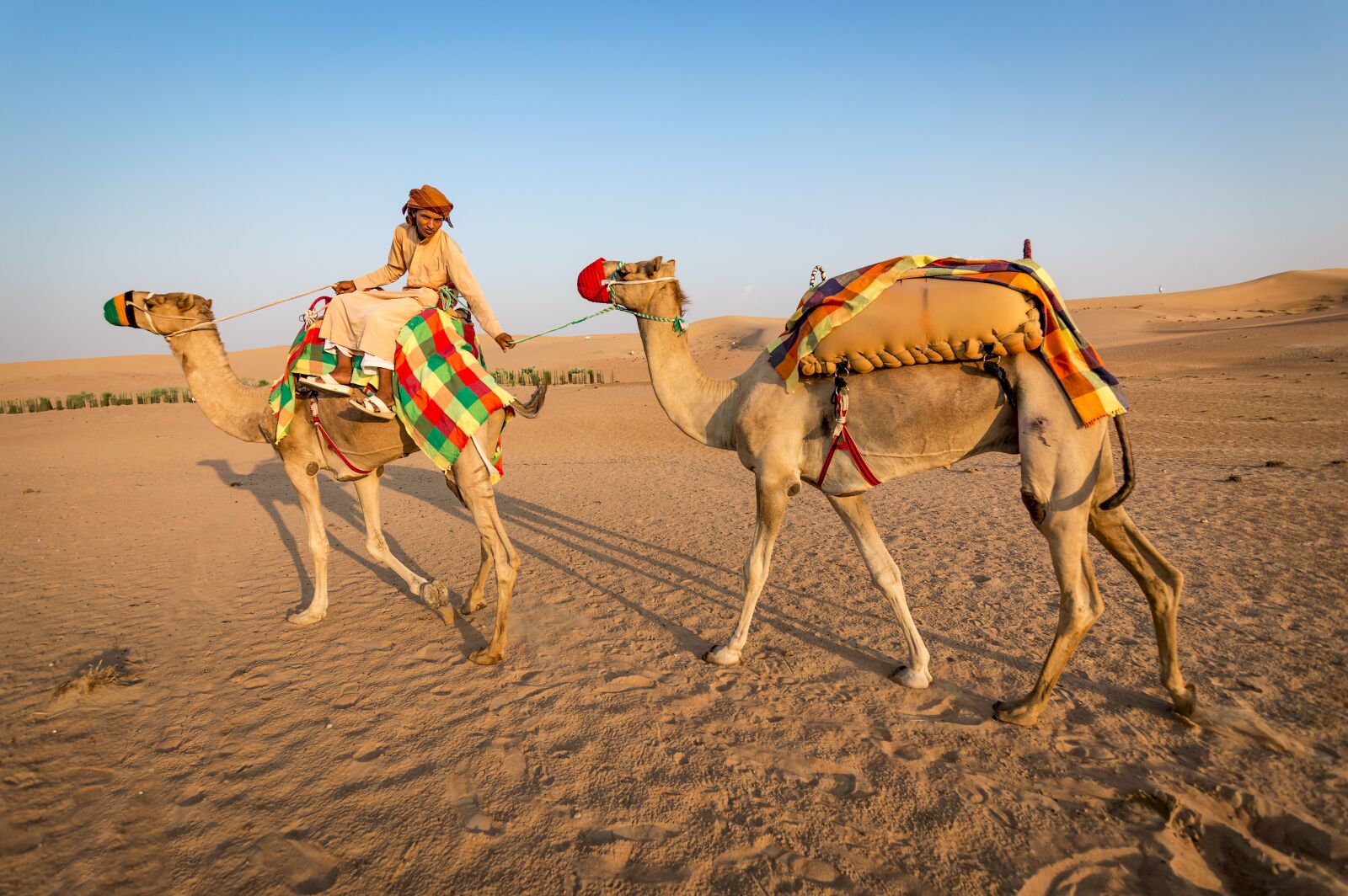 Tokina AT-X 11-20mm F2.8 PRO DX sample photo. Camel, desert, sand photography