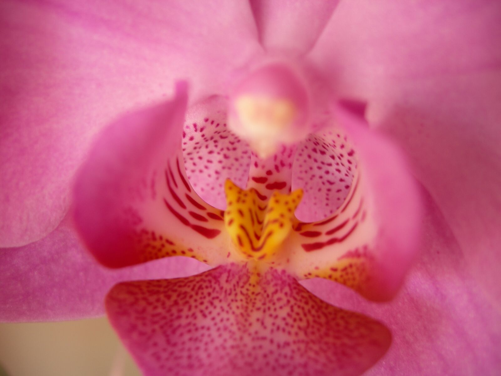 Nikon E7900 sample photo. Orchid, pink, flower photography