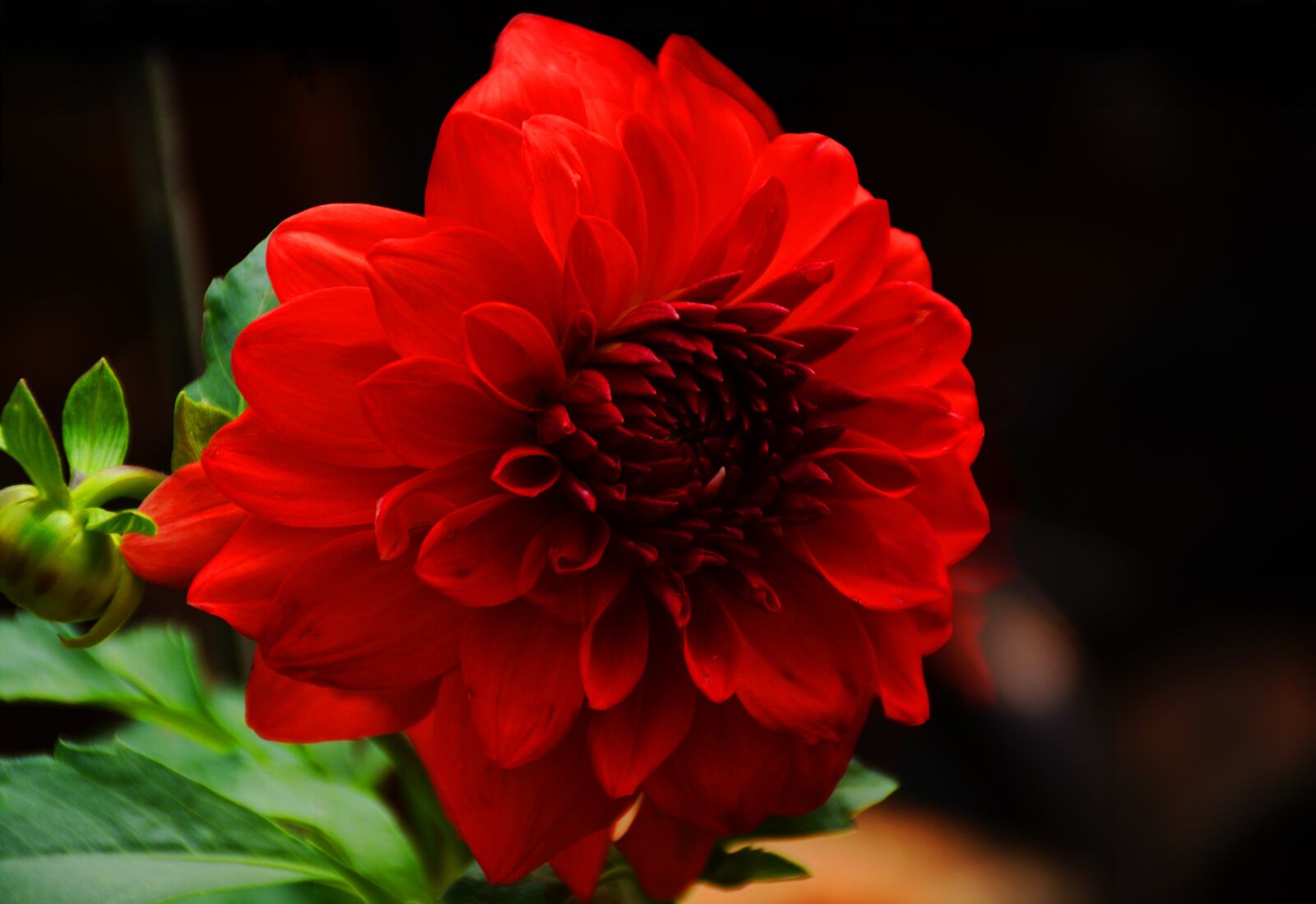 Nikon D5200 sample photo. Flower, beautiful, daheliya photography