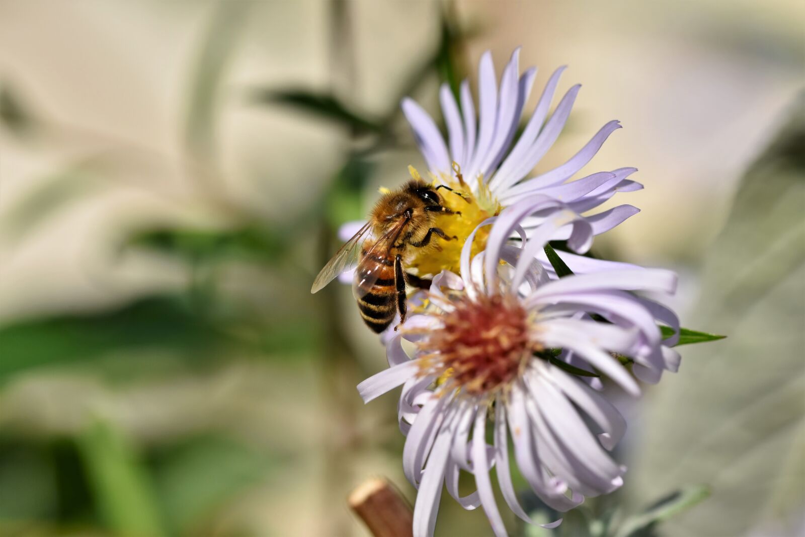 Nikon D7200 sample photo. Bee, honey bee, insect photography