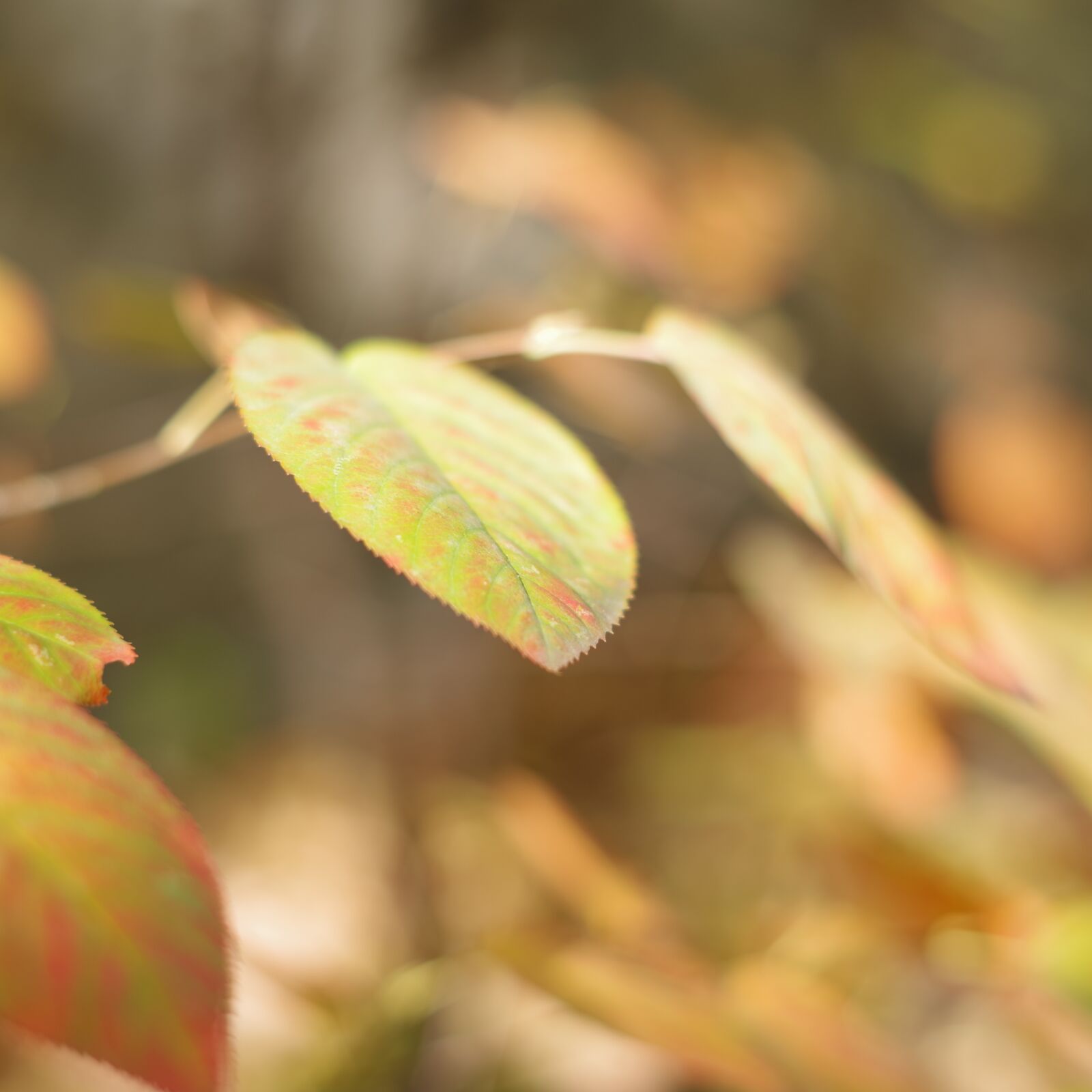 Pentax K-1 sample photo. Leaf, autumn, colorful photography