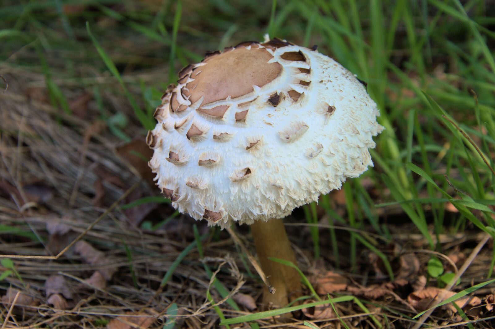 Nikon D3200 sample photo. Fungus, nature photography