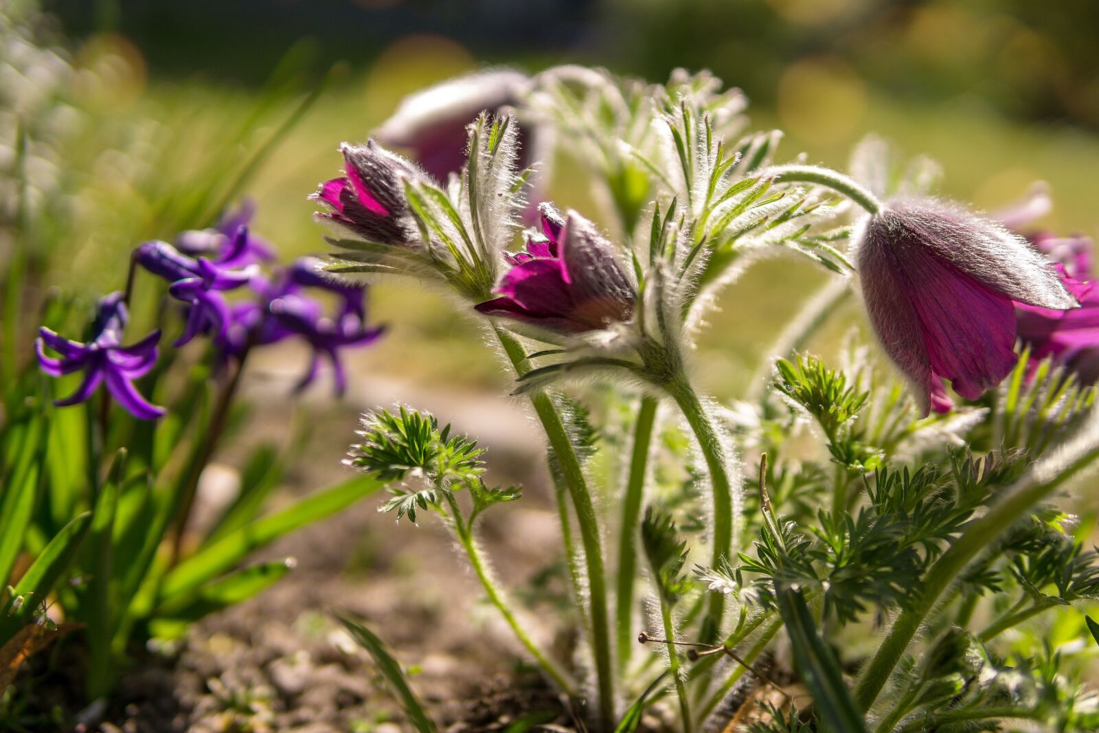 30mm F1.4 DC DN | Contemporary 016 sample photo. Flower, purple, nature photography