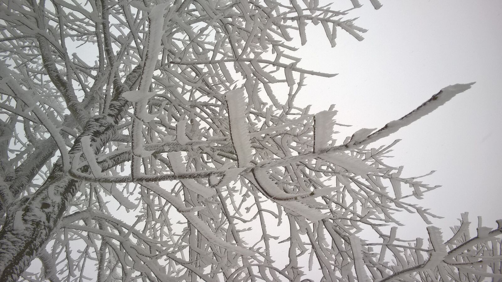 Nokia Lumia 830 sample photo. Branches, snow, snowy photography