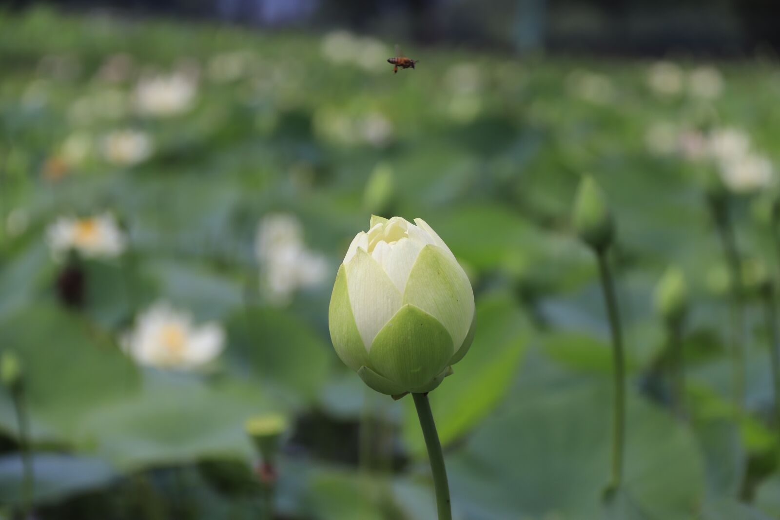 Canon EOS 800D (EOS Rebel T7i / EOS Kiss X9i) sample photo. Lotus, blooming, flower photography