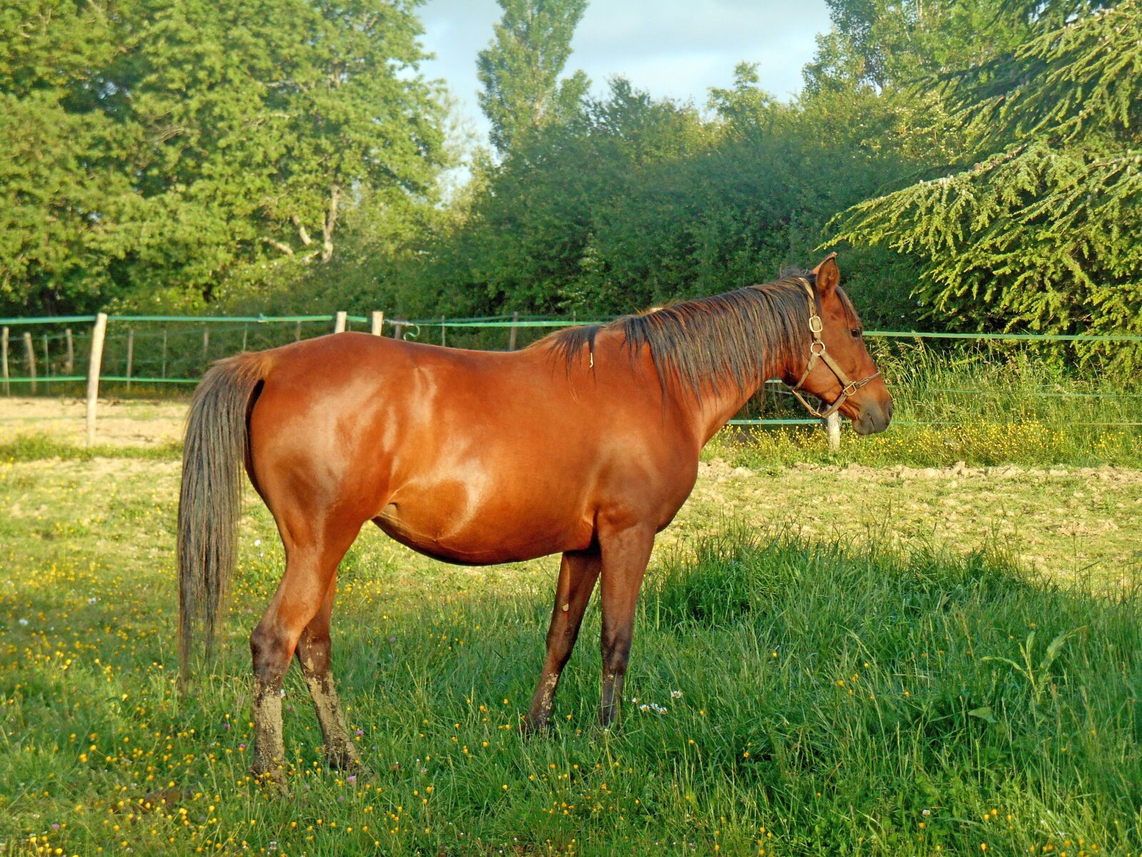 Nikon Coolpix S3500 sample photo. Horse, pure arab blood photography