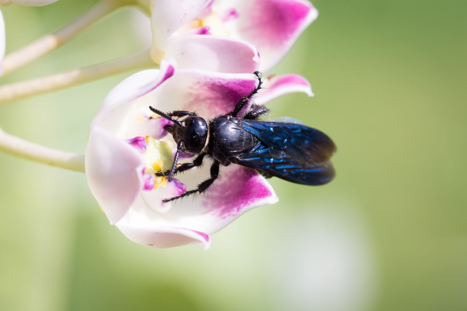Nikon D7200 sample photo. Bee, bees, insect flower photography
