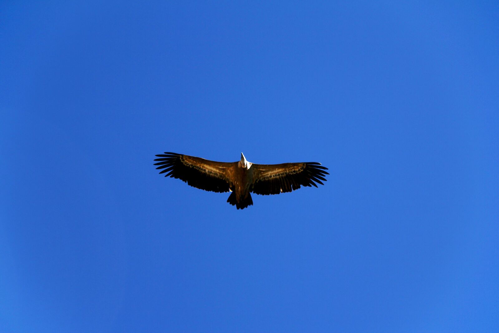 Canon EOS 60D sample photo. Birds, bird of prey photography