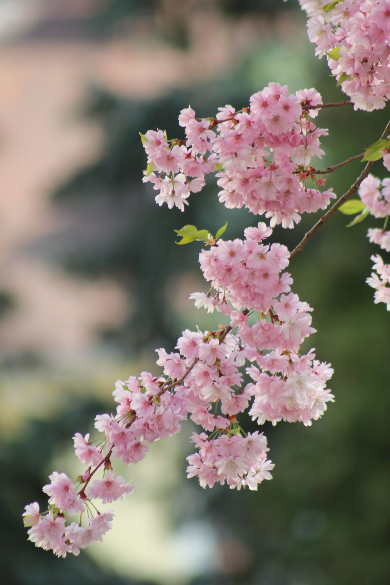 Canon EOS 550D (EOS Rebel T2i / EOS Kiss X4) sample photo. Cherry, blossom, bloom photography