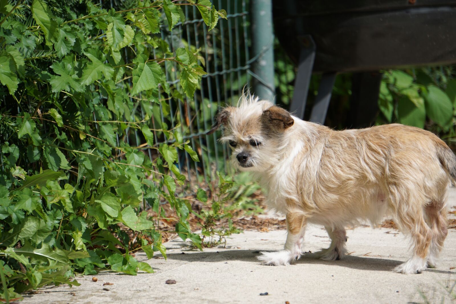Sony E 55-210mm F4.5-6.3 OSS sample photo. Dog, cute dog, adorable photography