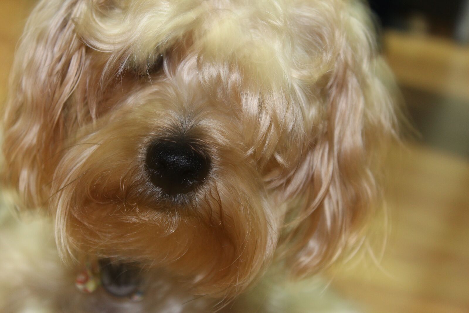 Canon EOS 1300D (EOS Rebel T6 / EOS Kiss X80) sample photo. Canis lupus familiaris, pet photography