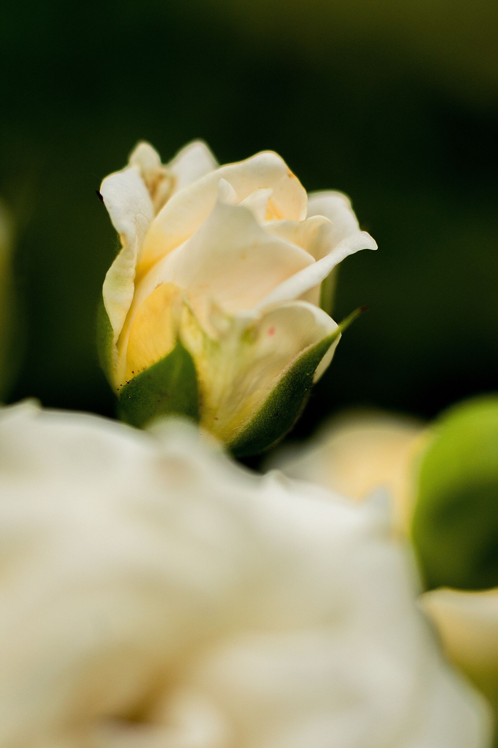 Nikon D7200 sample photo. Flower, rose, blossom photography
