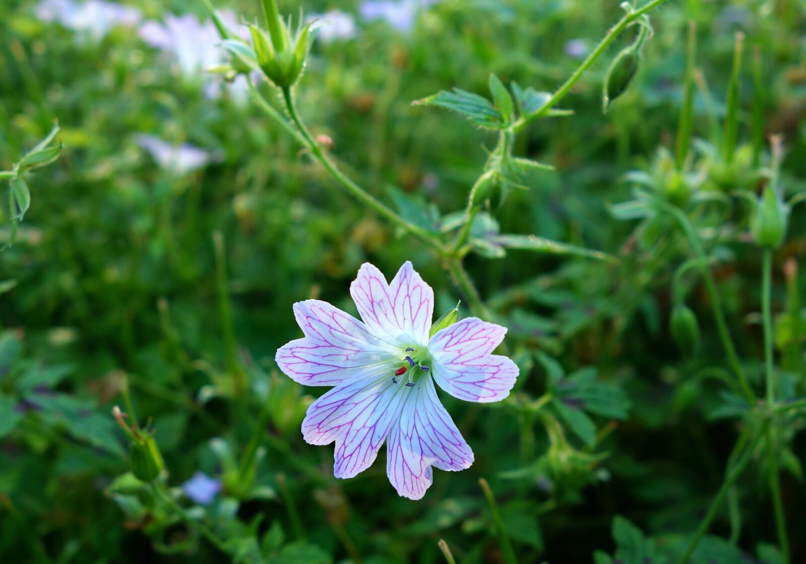 Sony Cyber-shot DSC-RX100 sample photo. Flower, bloom, garden photography