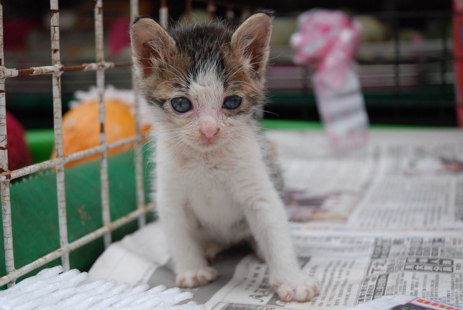 Nikon D80 sample photo. Cat, kittens, cute photography