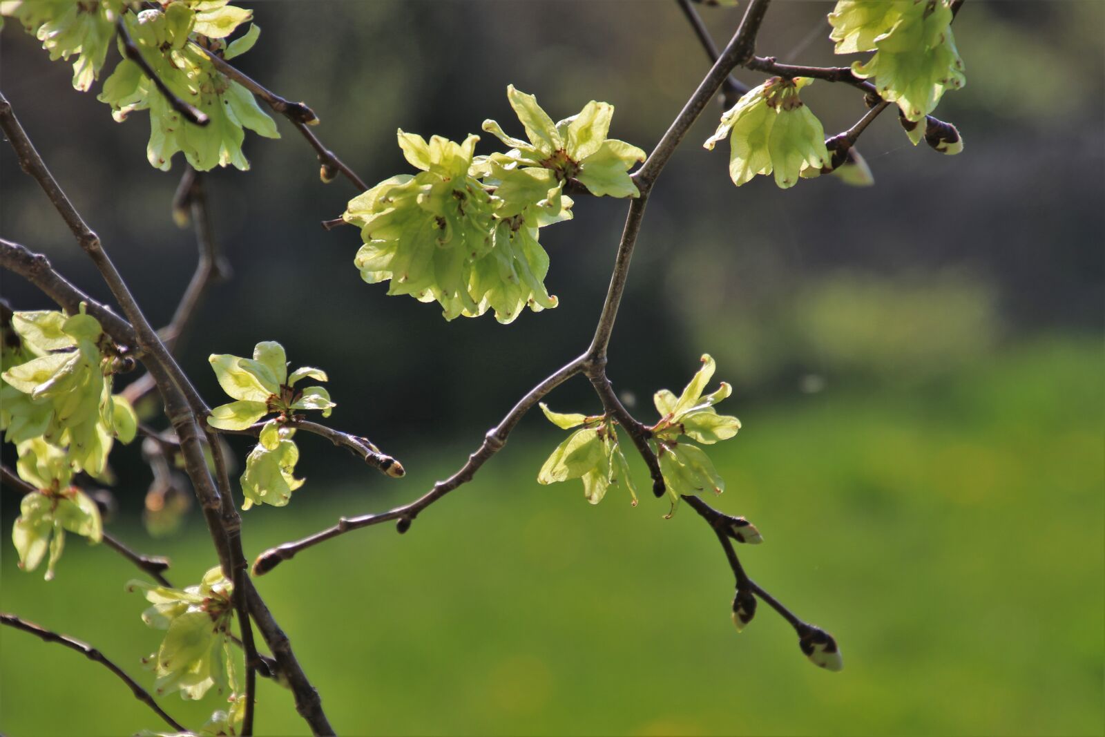 Canon EOS 80D sample photo. Garden, sprig, park photography