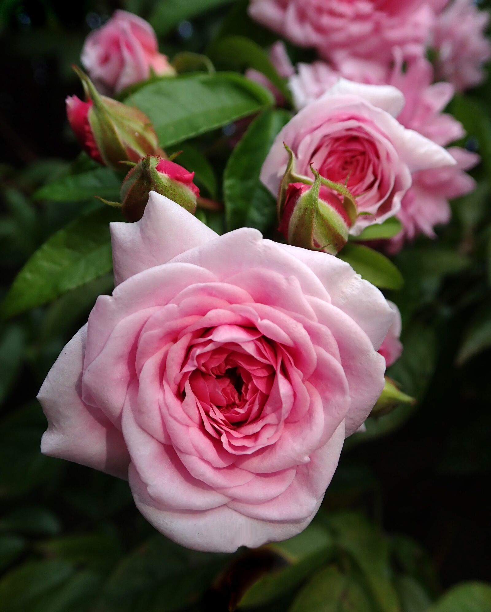 Olympus TG-5 sample photo. Rose, pink, flower photography