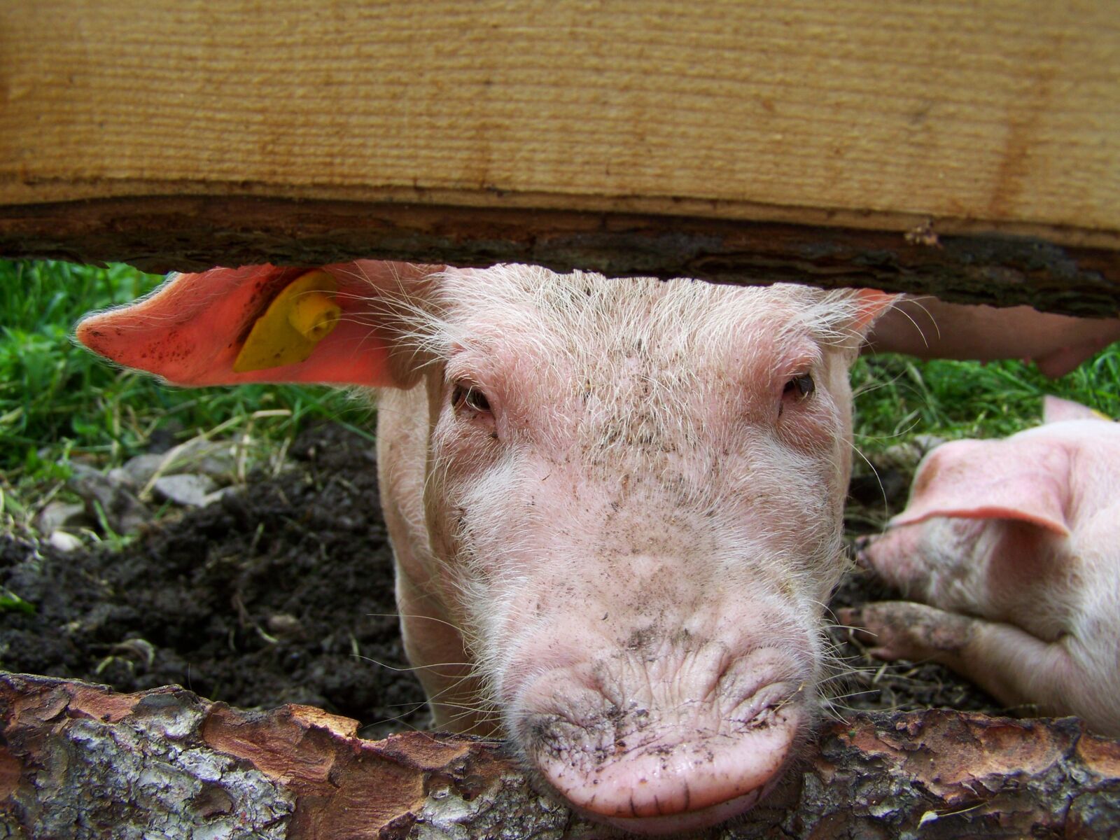 Kodak EASYSHARE ZD710 ZOOM DIGITAL CAMERA sample photo. Piggy, pig, animal photography