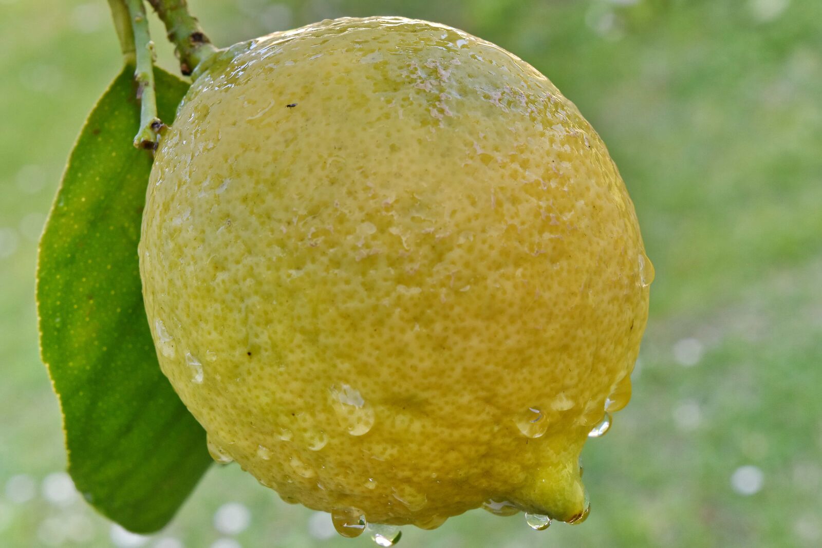 Nikon D5500 sample photo. Organic, citrus, lemon, nature photography