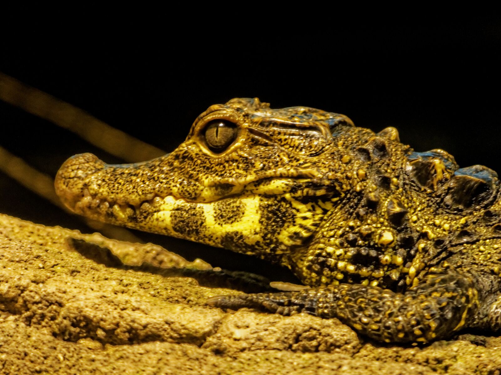 Panasonic Lumix DMC-FZ200 sample photo. Nature, wild animal, lizard photography
