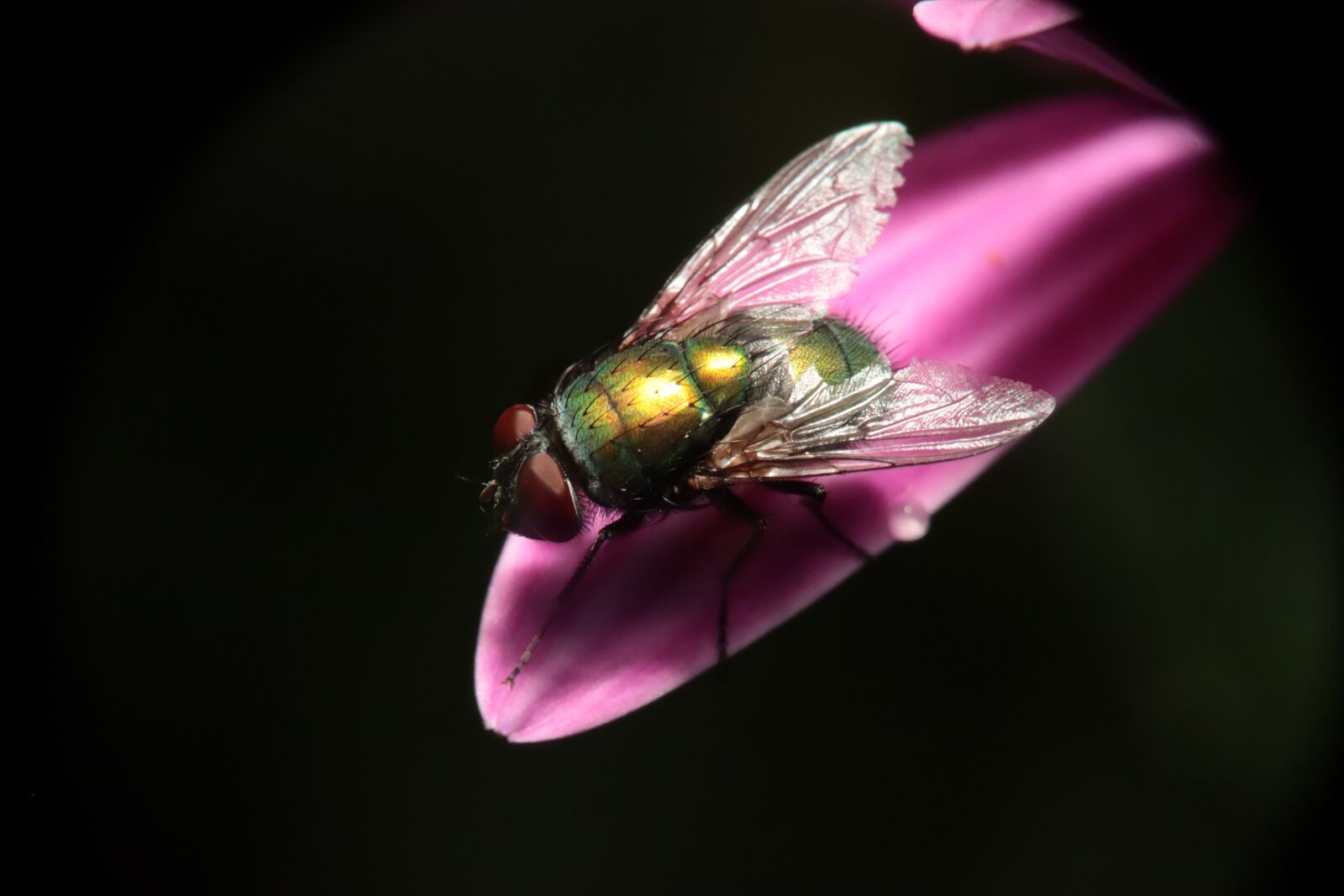 Canon EF-M 15-45mm F3.5-6.3 IS STM sample photo. Insect, fly, lucilia photography