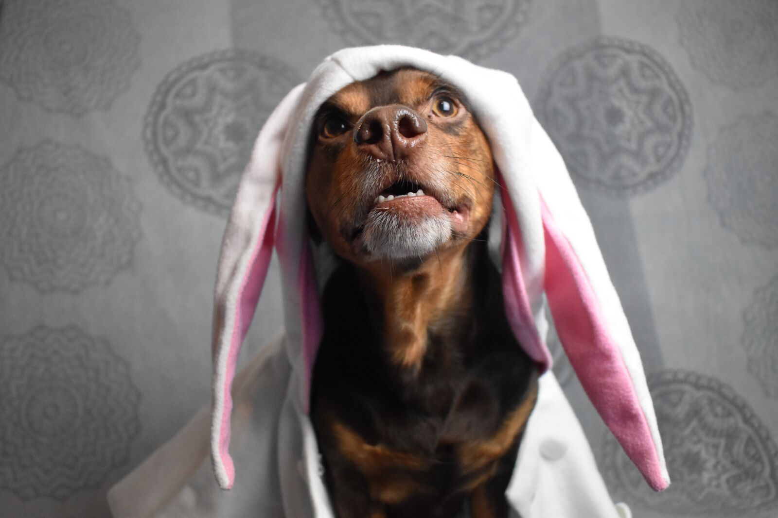 Nikon D3500 sample photo. Rabbit ears, easter pictures photography