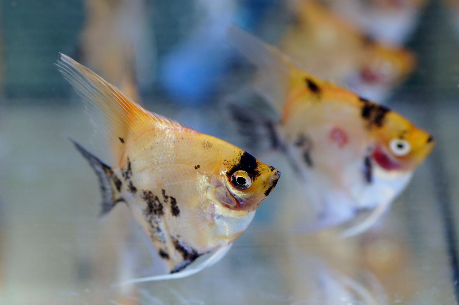 Sony SLT-A58 sample photo. Skalára, aquarium, fish photography