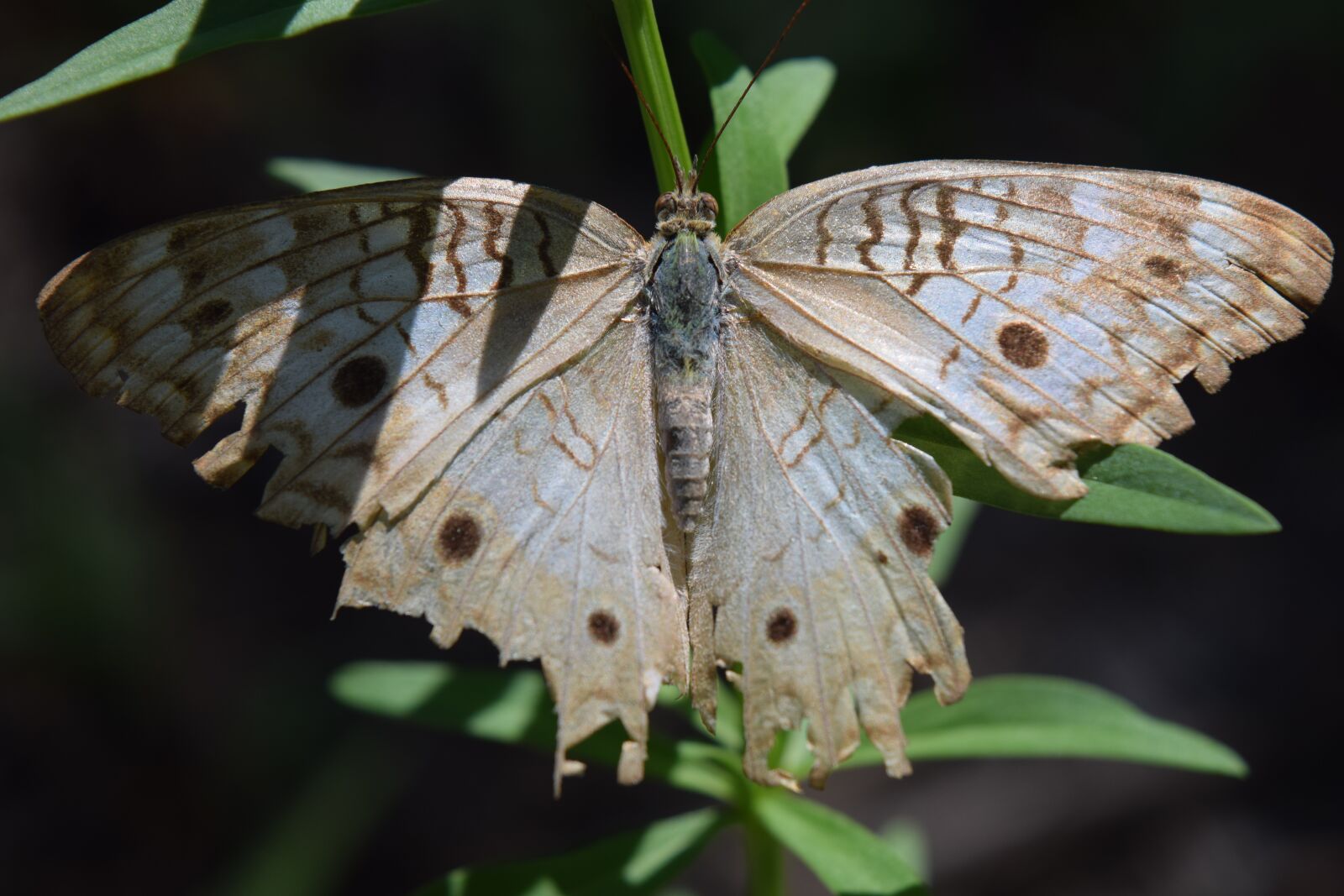 Nikon D5300 sample photo. Butterfly, nature, insect photography