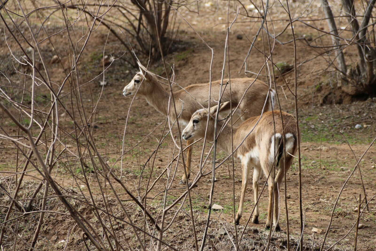 Canon EF-S 18-135mm F3.5-5.6 IS sample photo. Gazelle, animal, nature photography